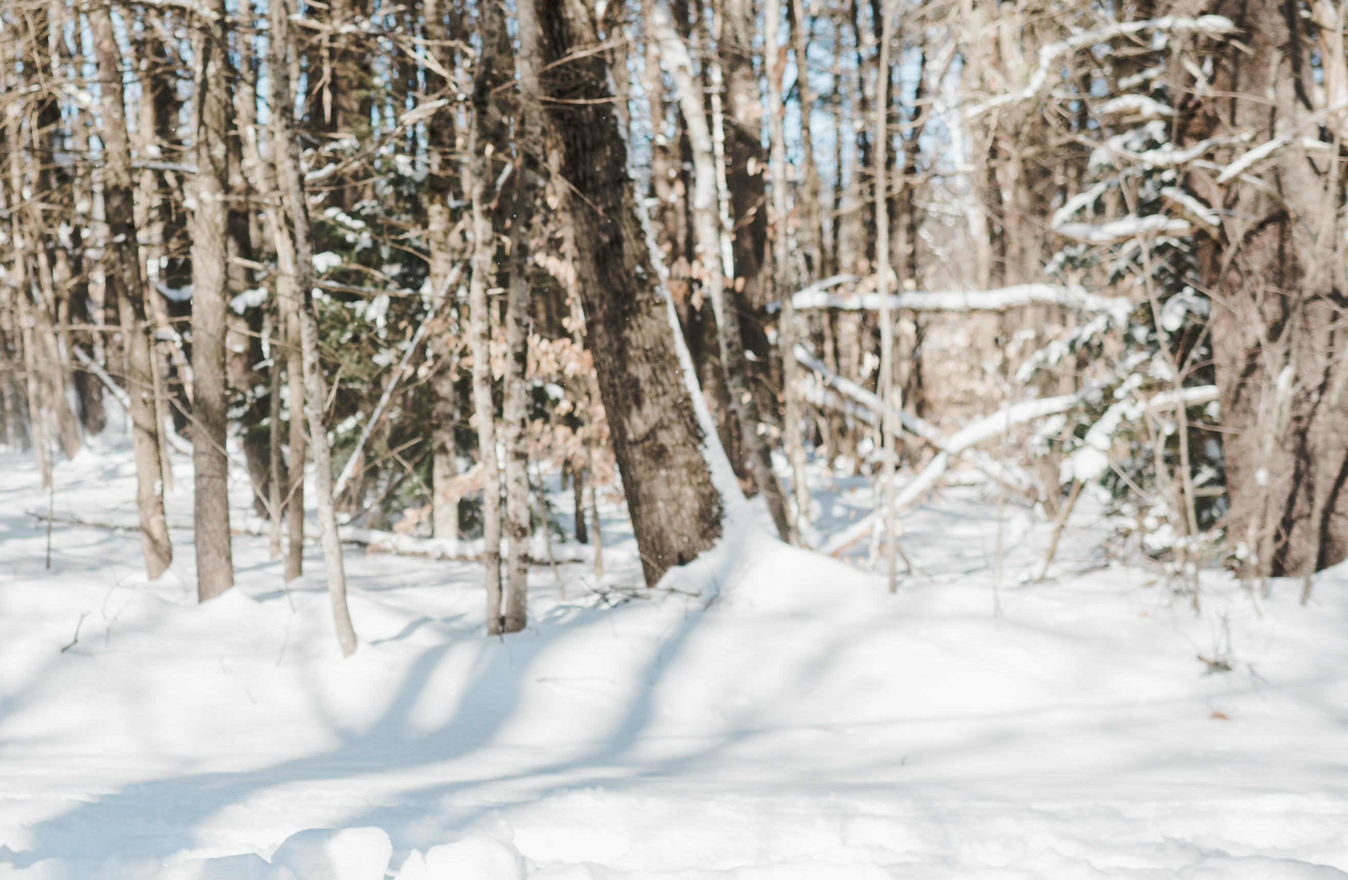 A snow covered wooded area with trees in the background.